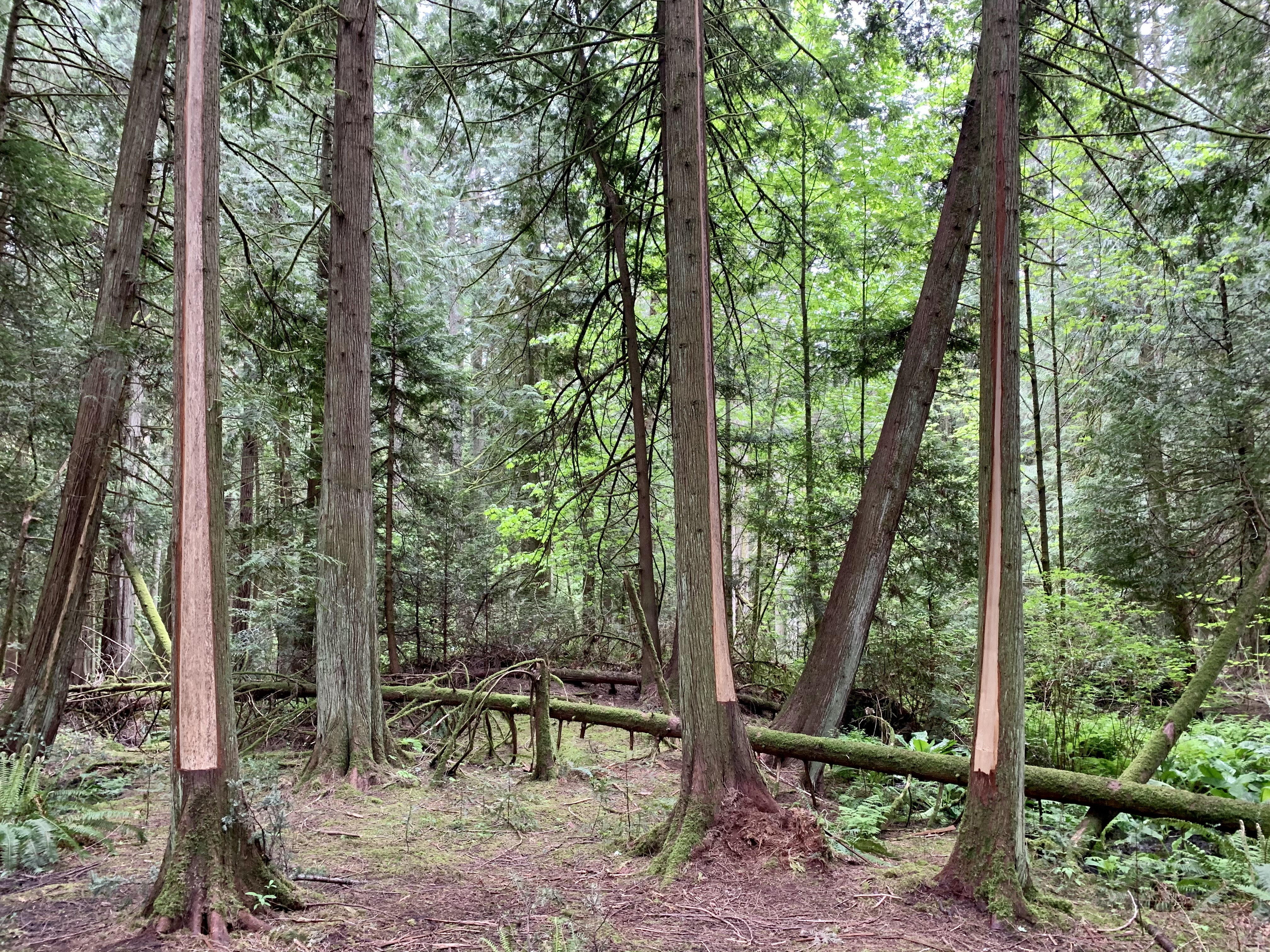 Bark has been carefully stripped from these cedar trees near Victoria. Indigenous people of the coast use the bark in many ways, including for weaving baskets and clothing, and making tools for fishing. Photo by Kathryn Marlow, CBC.
